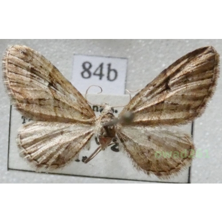 Eupithecia pusillata (Denis & Schiffermüller, 1775) Czech84b